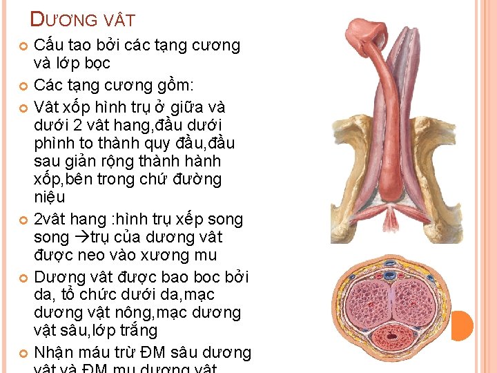 DƯƠNG V T Cấu tao bởi các tạng cương và lớp bọc Các tạng