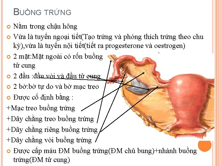 BUỒNG TRỨNG Nằm trong chậu hông Vừa là tuyến ngoại tiết(Tạo trứng và phóng