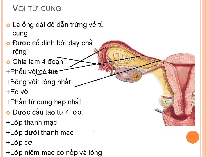 VÒI TỬ CUNG Là ống dài để dẫn trứng về tử cung Đươc cố