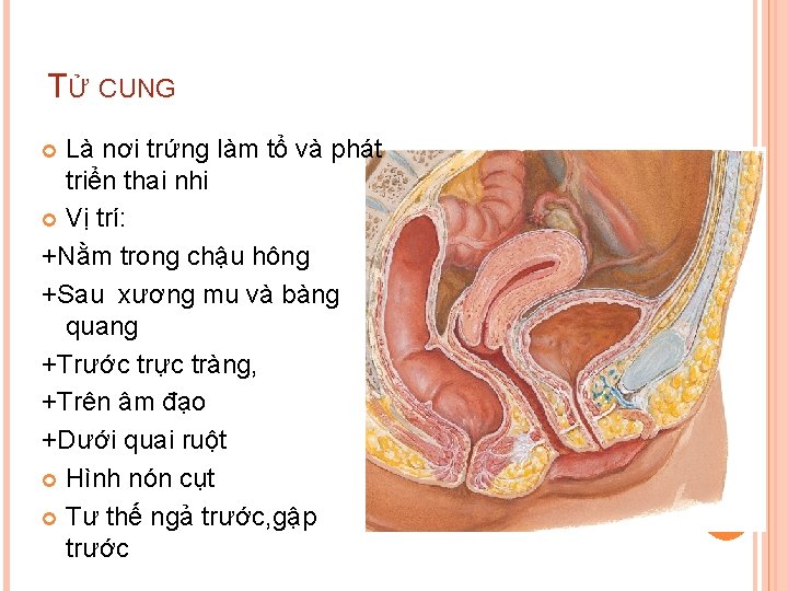 TỬ CUNG Là nơi trứng làm tổ và phát triển thai nhi Vị trí: