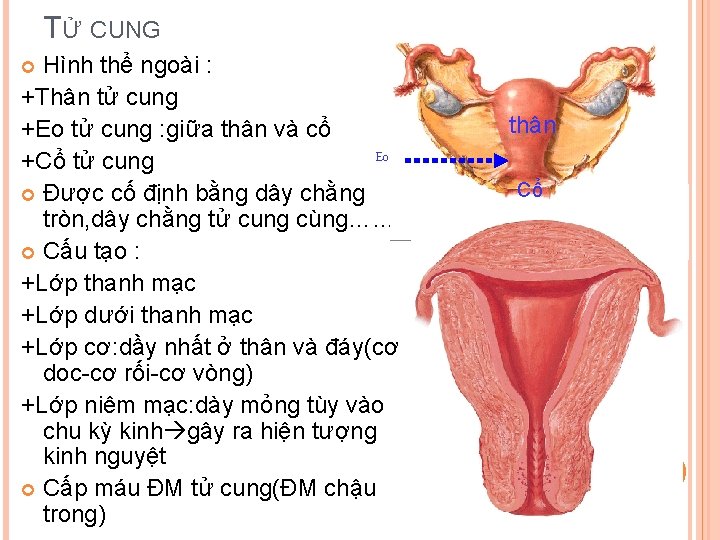 TỬ CUNG Hình thể ngoài : +Thân tử cung +Eo tử cung : giữa