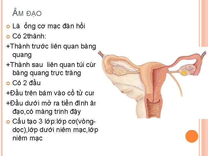  M ĐẠO Là ống cơ mạc đàn hồi Có 2 thành: +Thành trước