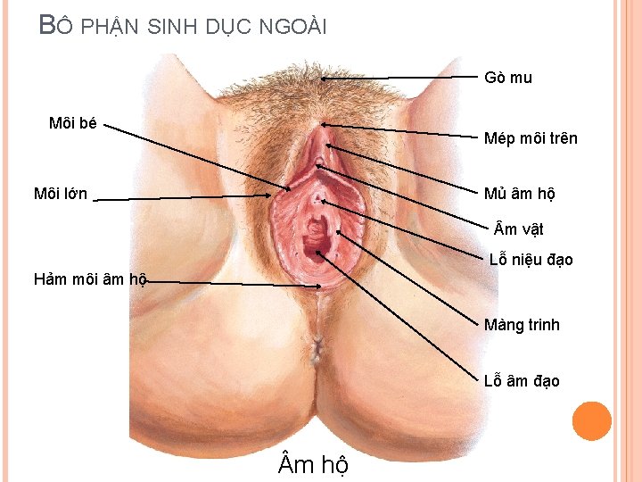 BÔ PHẬN SINH DỤC NGOÀI Gò mu Môi bé Mép môi trên Môi lớn