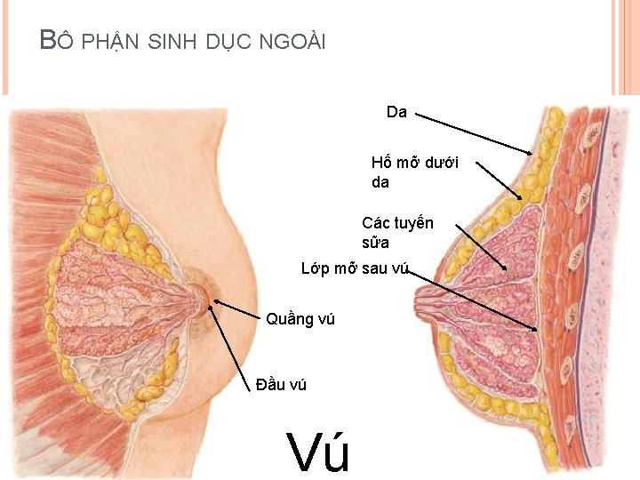 BÔ PHẬN SINH DỤC NGOÀI Da Hố mỡ dưới da Các tuyến sữa Lớp