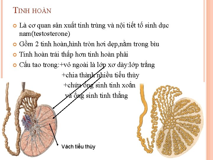 TINH HOÀN Là cơ quan sản xuất tinh trùng và nội tiết tố sinh