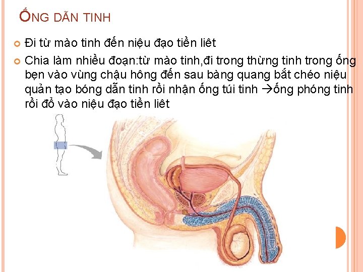 ỐNG DẪN TINH Đi từ mào tinh đến niệu đạo tiền liêt Chia làm