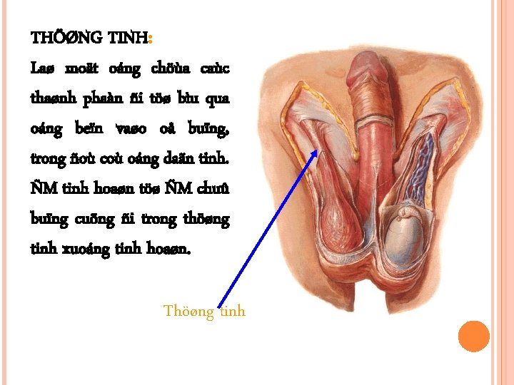 THÖØNG TINH: Laø moät oáng chöùa caùc thaønh phaàn ñi töø bìu qua oáng