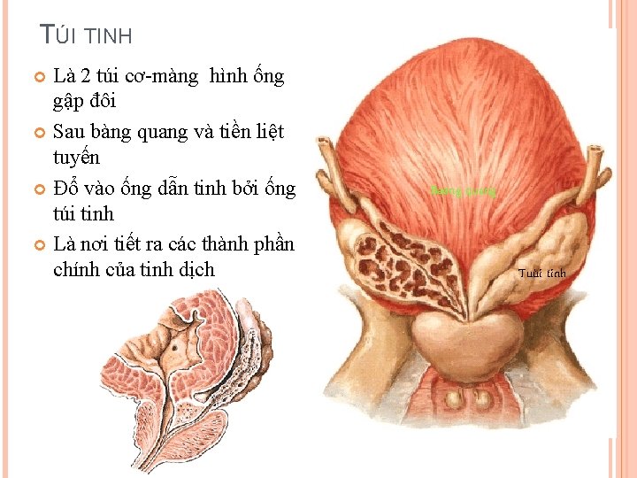 TÚI TINH Là 2 túi cơ-màng hình ống gập đôi Sau bàng quang và