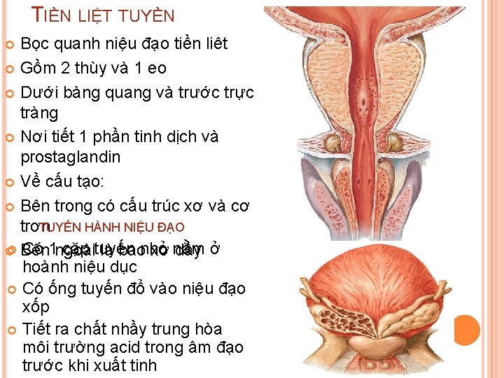 TIỀN LIỆT TUYỀN Bọc quanh niệu đạo tiền liêt Gồm 2 thùy và 1