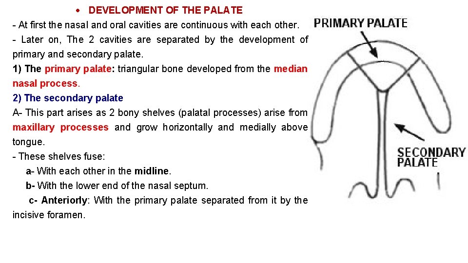  DEVELOPMENT OF THE PALATE - At first the nasal and oral cavities are