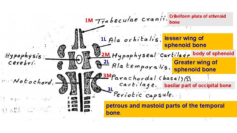 Cribriform plate of ethmoid bone 1 M lesser wing of sphenoid bone 1 L