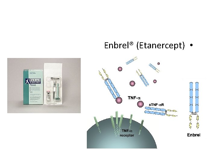 Enbrel® (Etanercept) • 