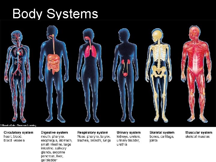 Body Systems Body Systems