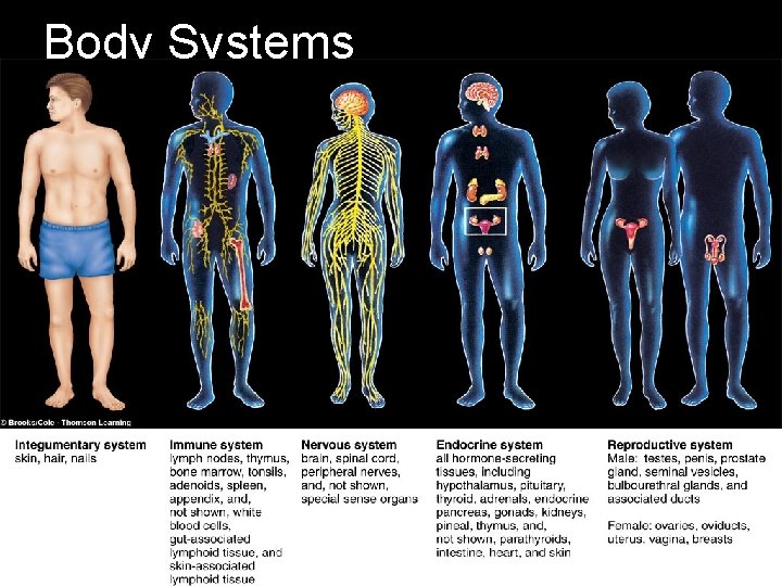 Body Systems Body Systems