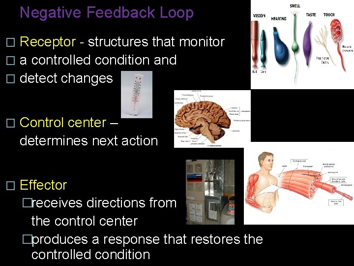Negative Feedback Loop Receptor - structures that monitor � a controlled condition and � Negative Feedback Loop Receptor - structures that monitor � a controlled condition and �