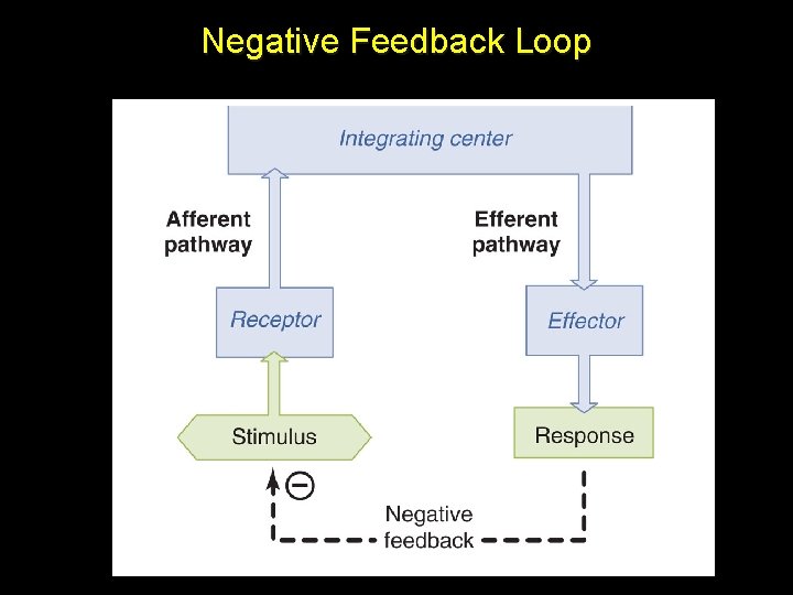 Negative Feedback Loop Negative Feedback Loop
