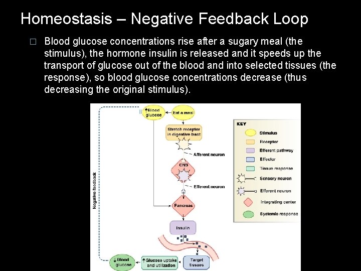 Homeostasis – Negative Feedback Loop � Blood glucose concentrations rise after a sugary meal Homeostasis – Negative Feedback Loop � Blood glucose concentrations rise after a sugary meal