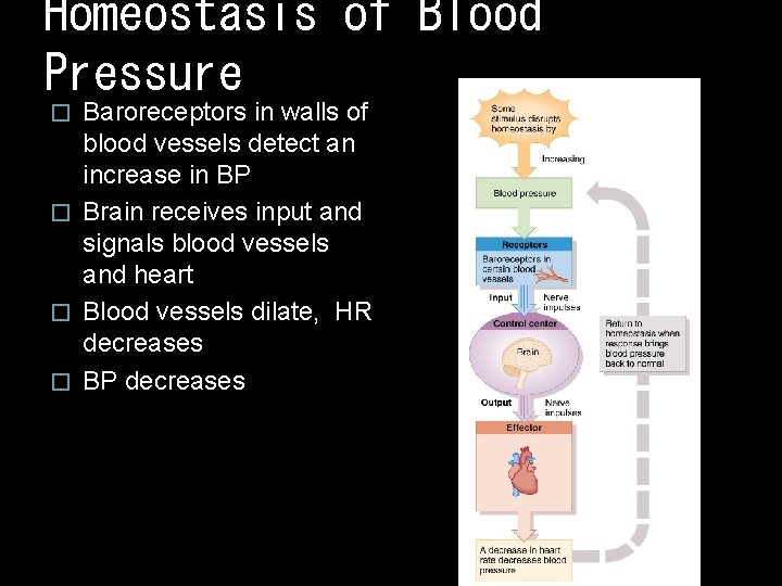 Homeostasis of Blood Pressure Baroreceptors in walls of blood vessels detect an increase in Homeostasis of Blood Pressure Baroreceptors in walls of blood vessels detect an increase in