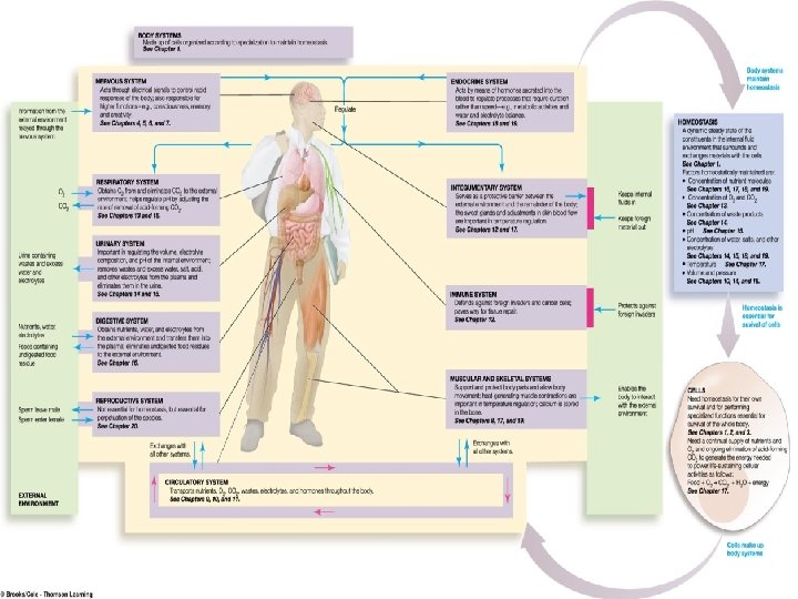 Role of Body Systems in Homeostasis Role of Body Systems in Homeostasis