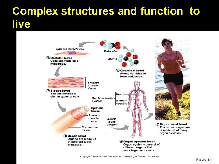 Complex structures and function to live Complex structures and function to live