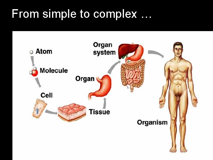 From simple to complex … From simple to complex …