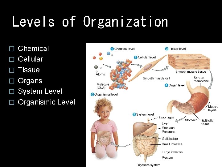 Levels of Organization � � � Chemical Cellular Tissue Organs System Level Organismic Level Levels of Organization � � � Chemical Cellular Tissue Organs System Level Organismic Level