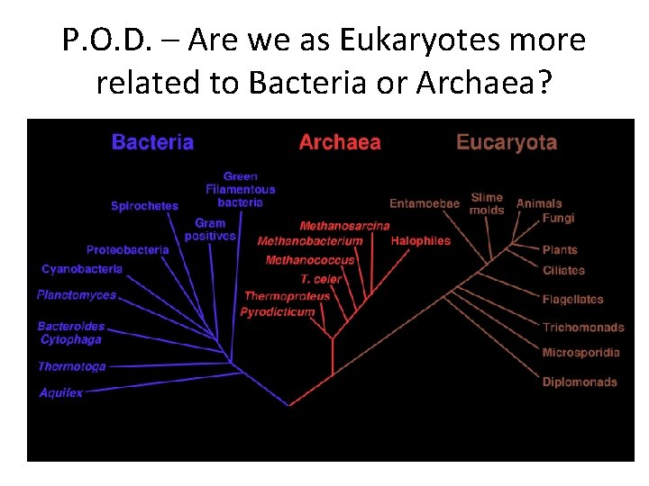 P. O. D. – Are we as Eukaryotes more related to Bacteria or Archaea?