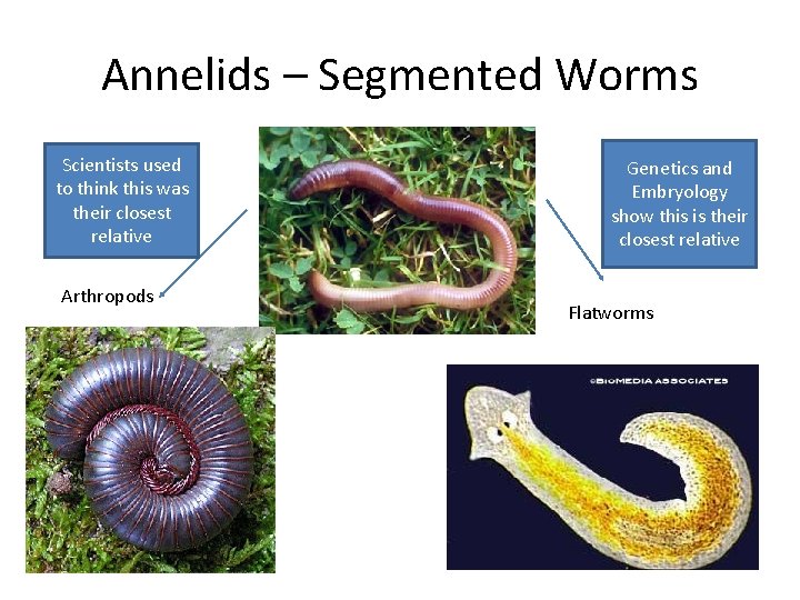 Annelids – Segmented Worms Scientists used to think this was their closest relative Arthropods