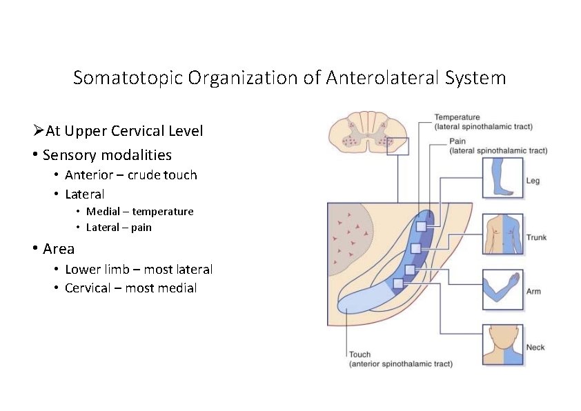 Somatotopic Organization of Anterolateral System At Upper Cervical Level • Sensory modalities • Anterior
