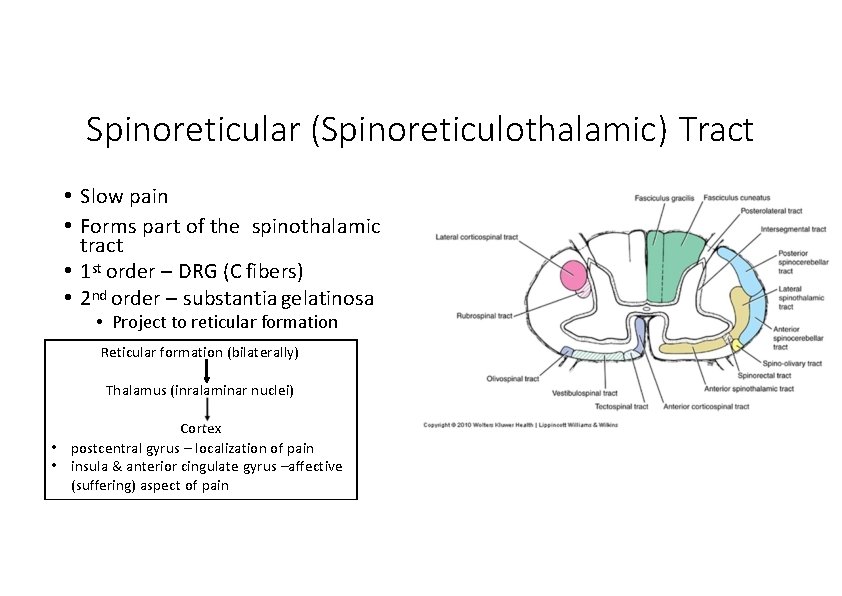 Spinoreticular (Spinoreticulothalamic) Tract • Slow pain • Forms part of the spinothalamic tract •