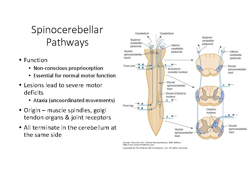 Spinocerebellar Pathways • Function • Non‐conscious proprioception • Essential for normal motor function •