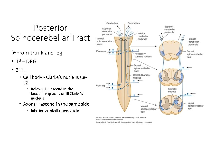 Posterior Spinocerebellar Tract From trunk and leg • 1 st – DRG • 2