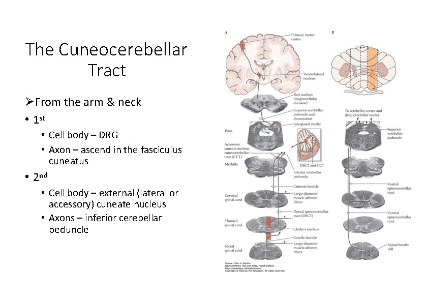 The Cuneocerebellar Tract From the arm & neck • 1 st • Cell body