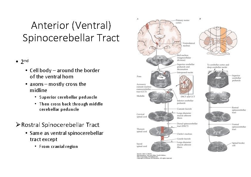 Anterior (Ventral) Spinocerebellar Tract • 2 nd • Cell body – around the border