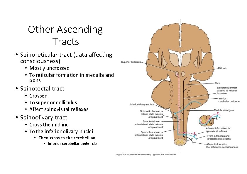 Other Ascending Tracts • Spinoreticular tract (data affecting consciousness) • Mostly uncrossed • To