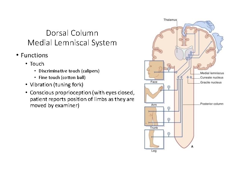 Dorsal Column Medial Lemniscal System • Functions • Touch • Discriminative touch (calipers) •