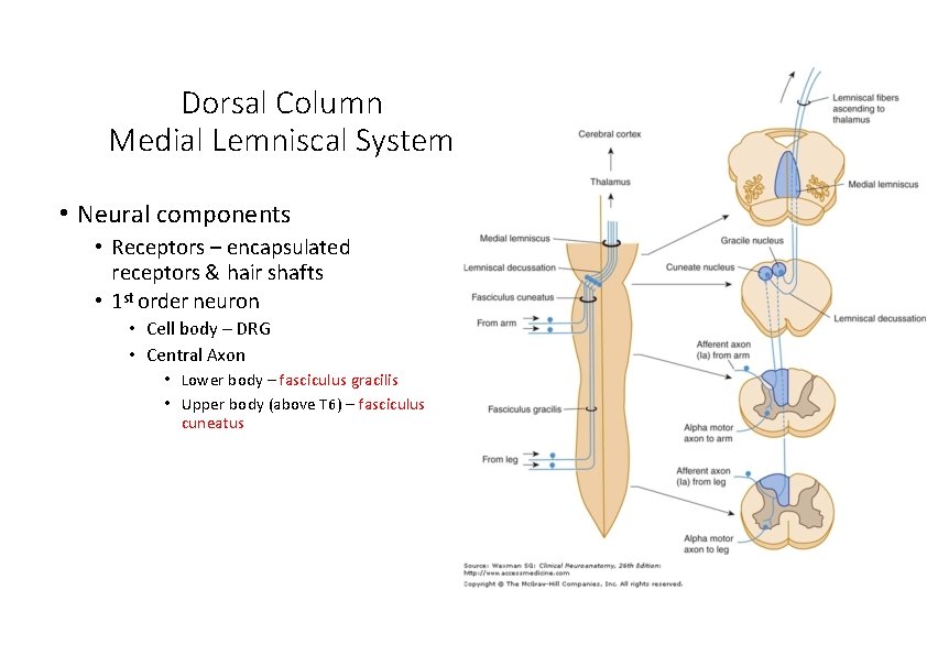 Dorsal Column Medial Lemniscal System • Neural components • Receptors – encapsulated receptors &