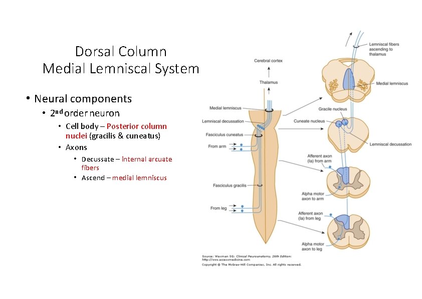 Dorsal Column Medial Lemniscal System • Neural components • 2 nd order neuron •