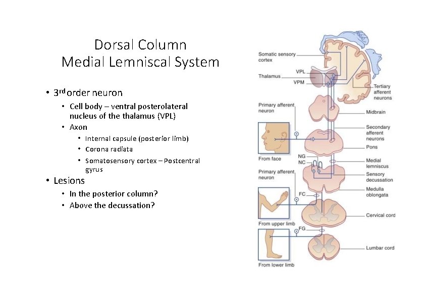 Dorsal Column Medial Lemniscal System • 3 rd order neuron • Cell body –