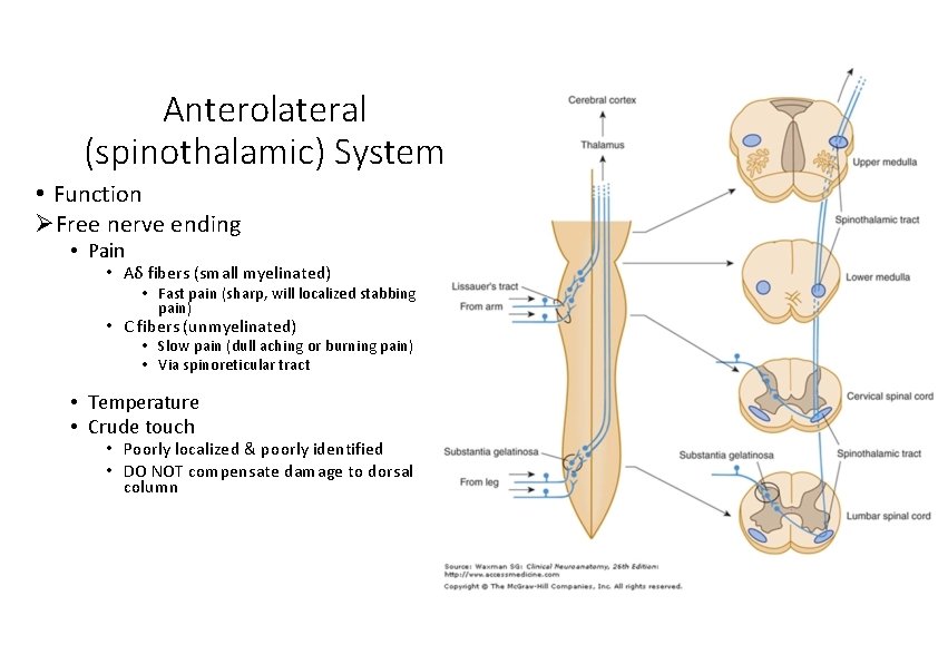 Anterolateral (spinothalamic) System • Function Free nerve ending • Pain • Aδ fibers (small