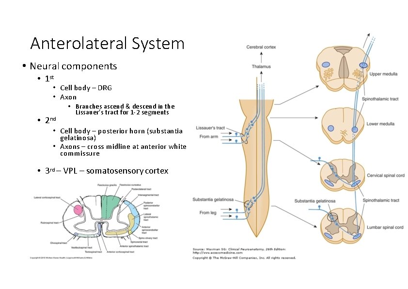 Anterolateral System • Neural components • 1 st • Cell body – DRG •