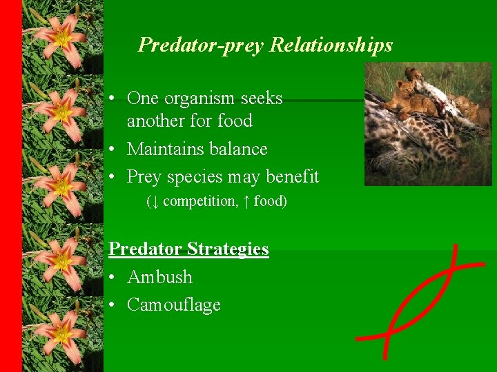 Predator-prey Relationships • One organism seeks another food • Maintains balance • Prey species