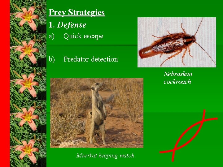 Prey Strategies 1. Defense a) Quick escape b) Predator detection Nebraskan cockroach Meerkat keeping