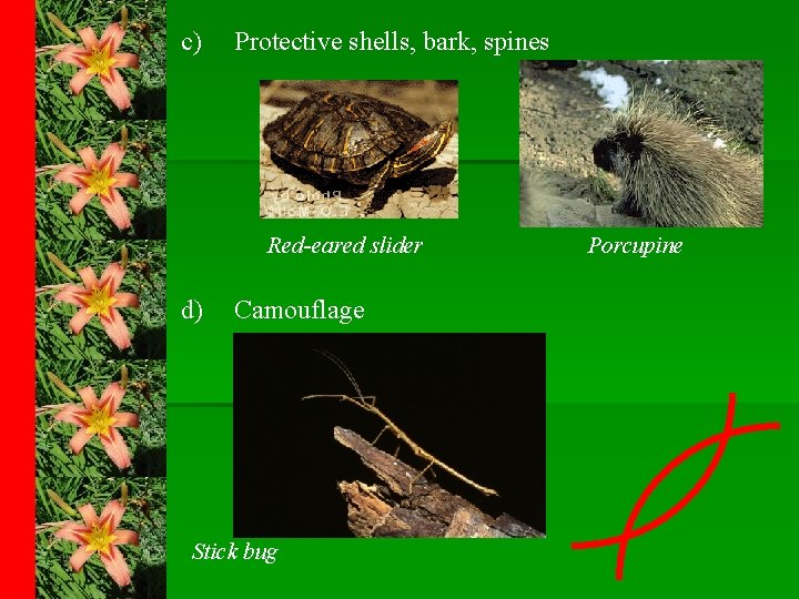 c) Protective shells, bark, spines Red-eared slider d) Camouflage Stick bug Porcupine 