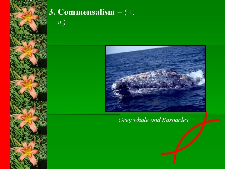3. Commensalism – ( +, o) Grey whale and Barnacles 