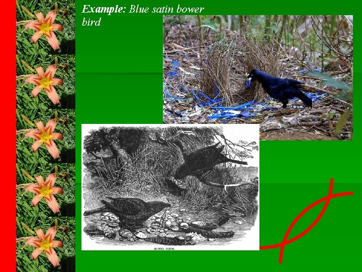 Example: Blue satin bower bird 