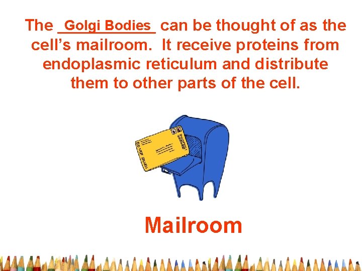 Golgi Bodies can be thought of as the The ______ cell’s mailroom. It receive