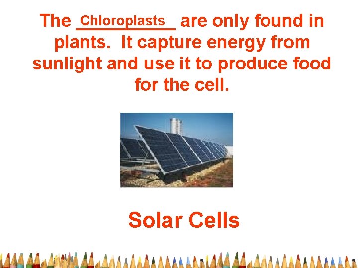 Chloroplasts are only found in The _____ plants. It capture energy from sunlight and