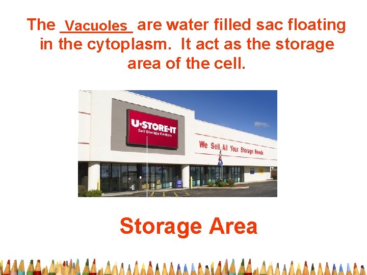 The ____ Vacuoles are water filled sac floating in the cytoplasm. It act as