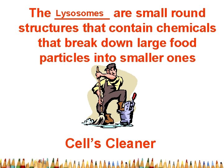 Lysosomes are small round The ____ structures that contain chemicals that break down large